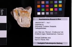 Foto (Objekt + Etiketten) von Galatheites sp. (NHMW-GEO-1990-0041-0477)